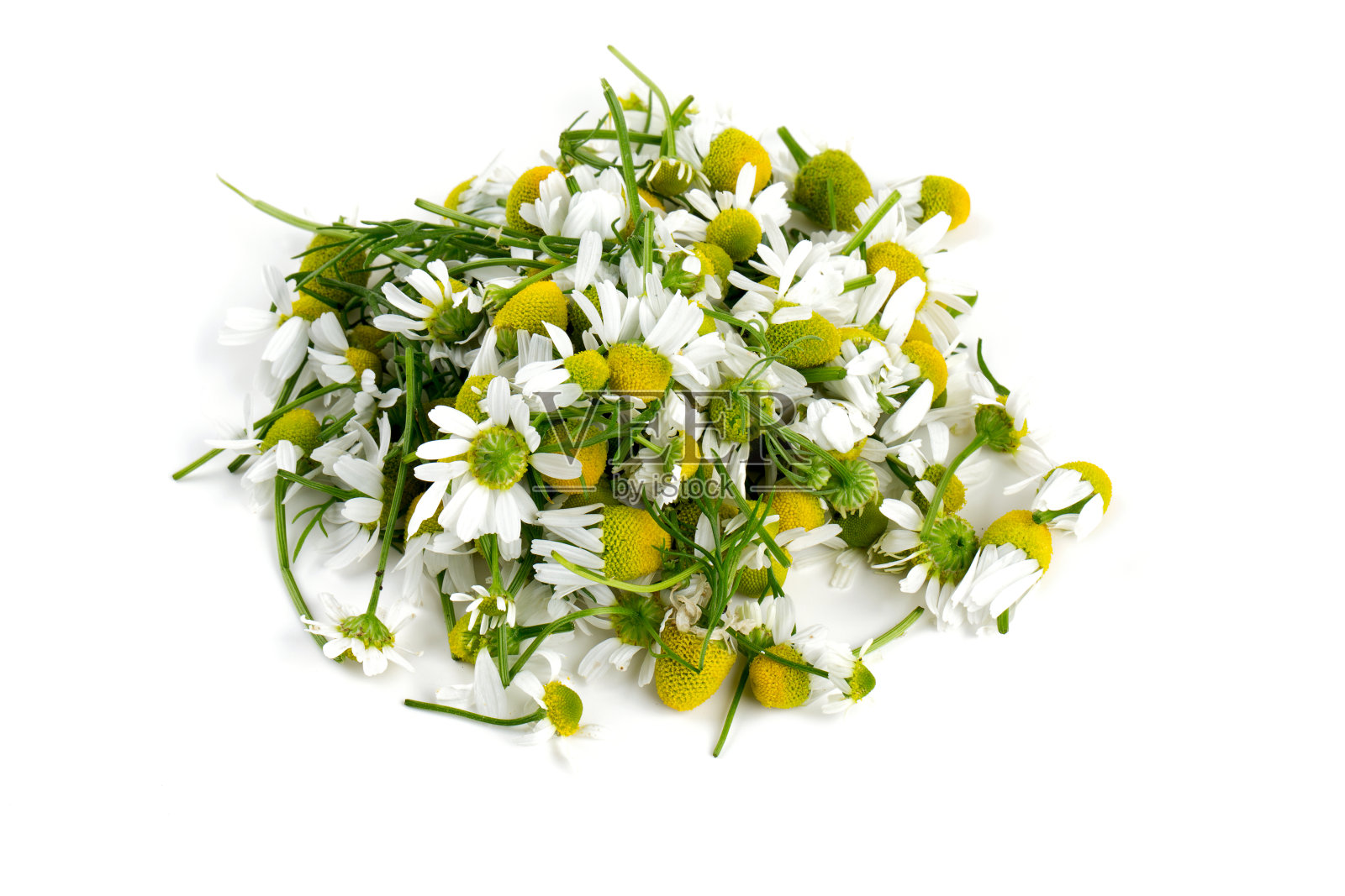 孤立在白色上的洋甘菊花照片摄影图片