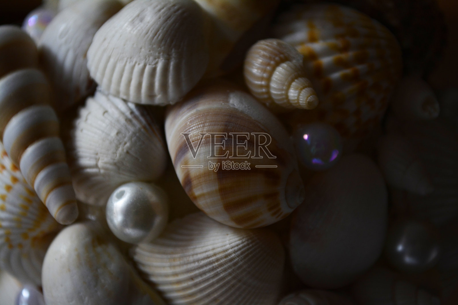 贝壳照片摄影图片