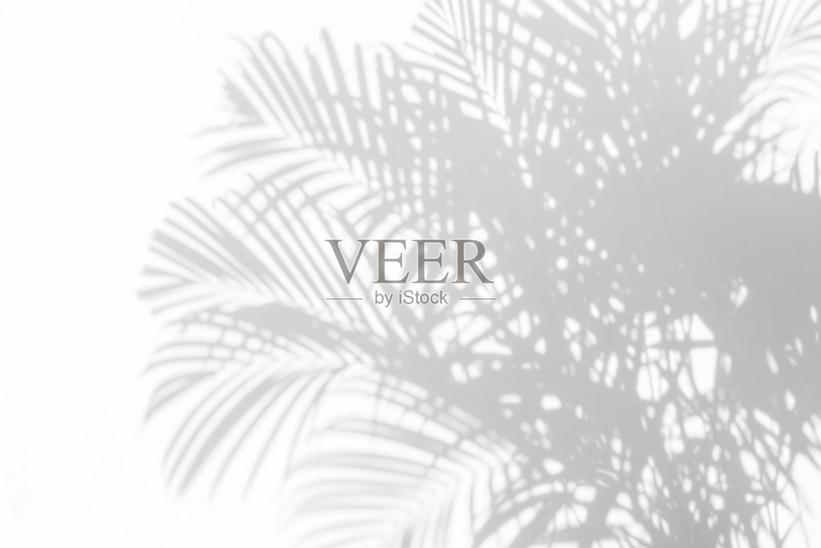 白墙上棕榈叶的影子照片摄影图片