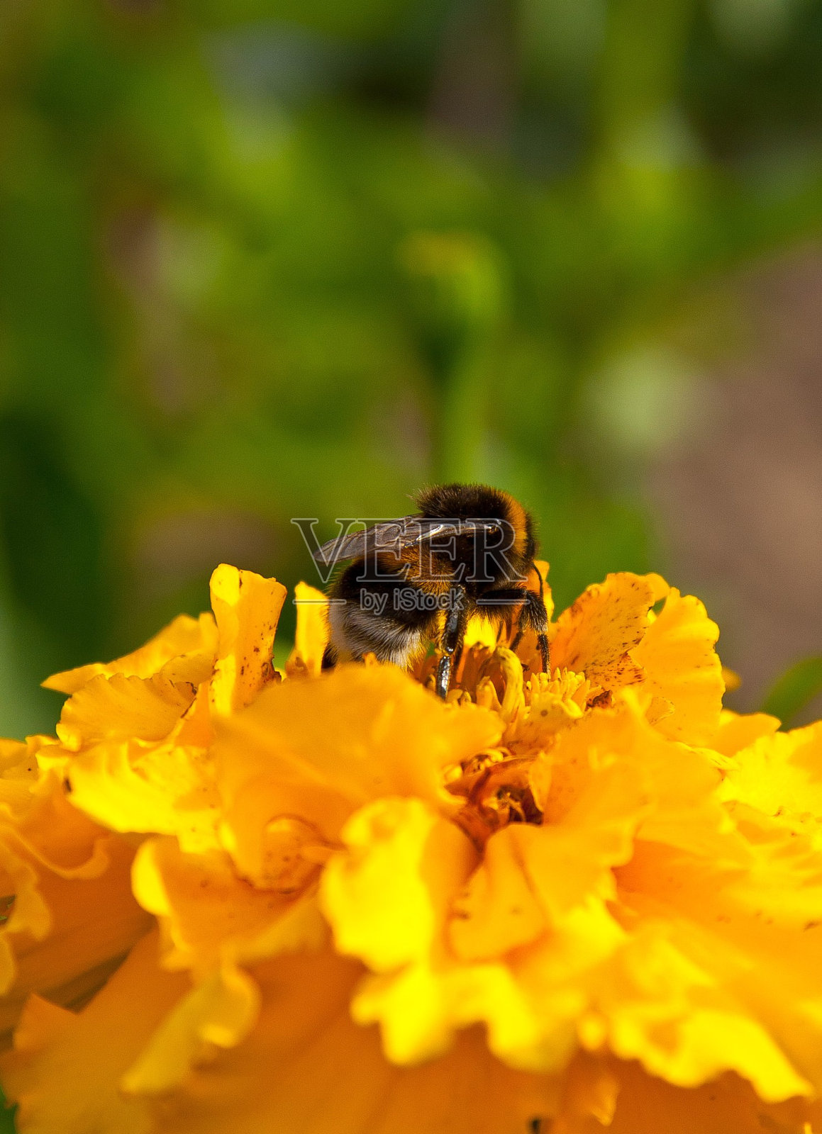 大黄蜂照片摄影图片