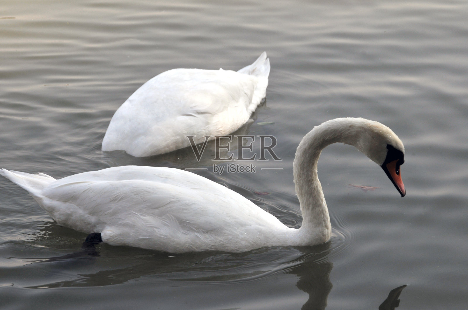 天鹅在早餐照片摄影图片
