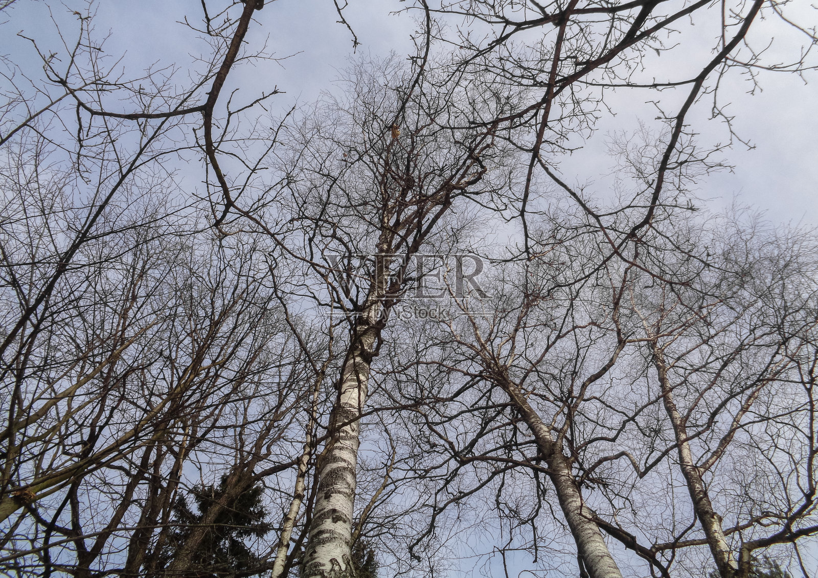 3月份的森林。俄罗斯北部的野生自然照片摄影图片