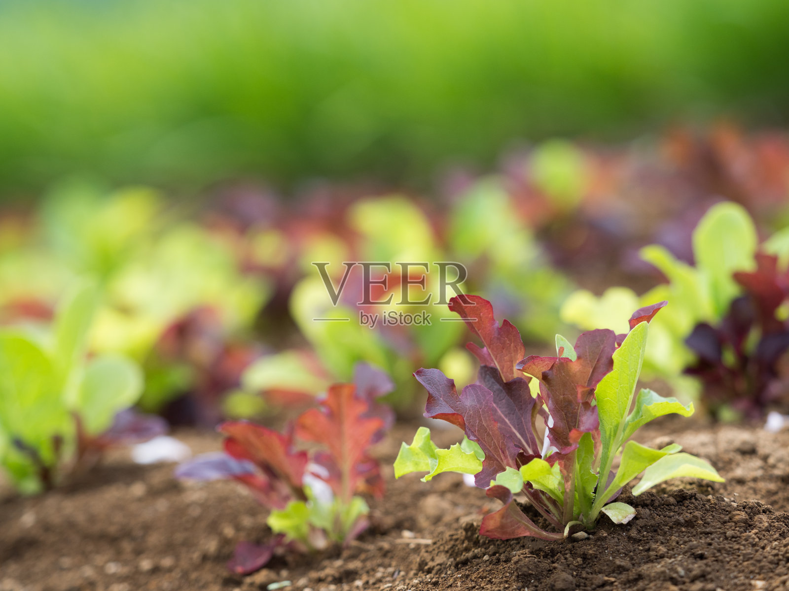 油麦菜领域照片摄影图片