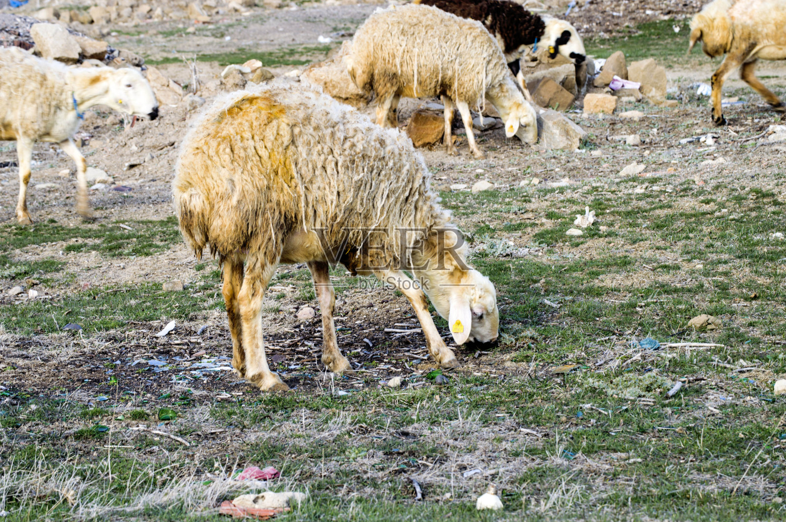 羊，吃草的羊，春天的羊，可爱的羊，羊毛的羊，照片摄影图片
