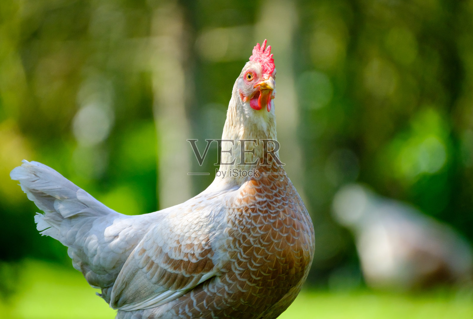 春天在大花园里看到的家养鸡照片摄影图片