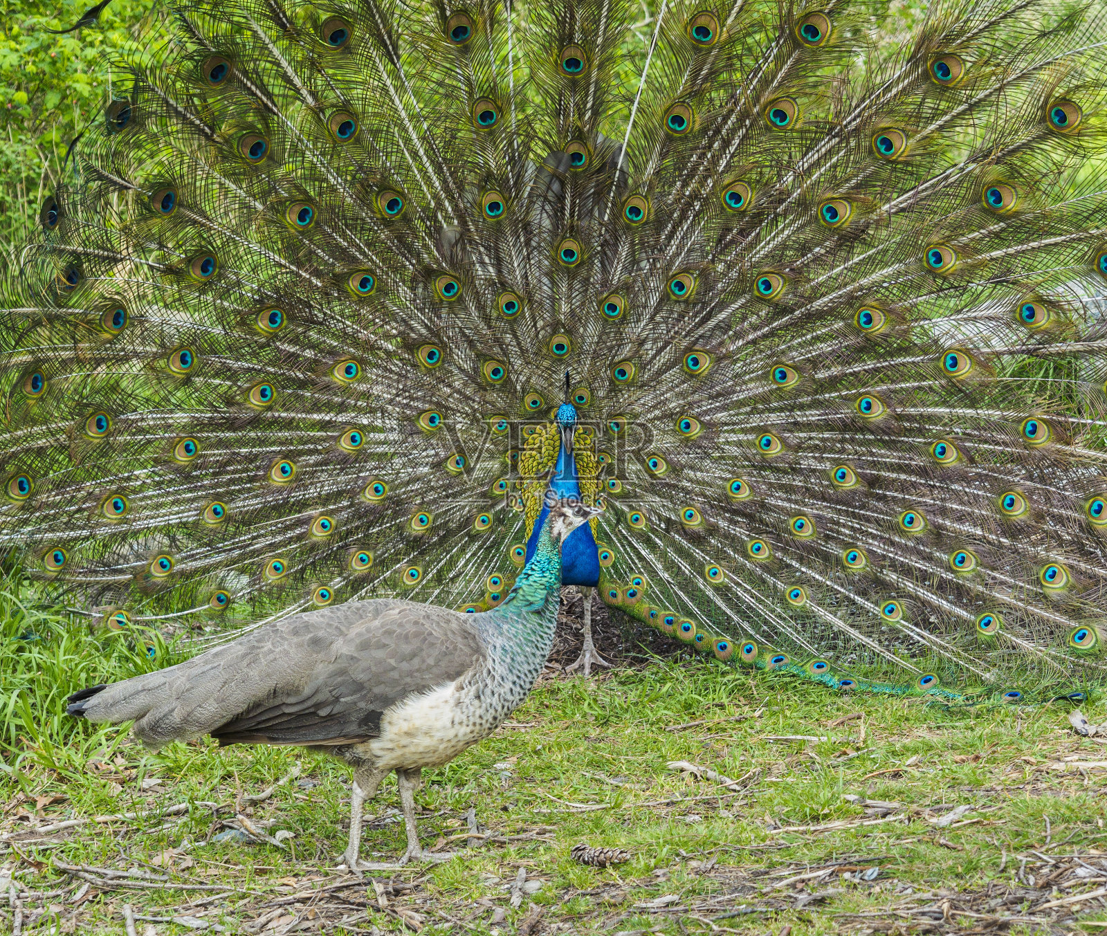 孔雀和雌孔雀在春季交配季节求偶照片摄影图片
