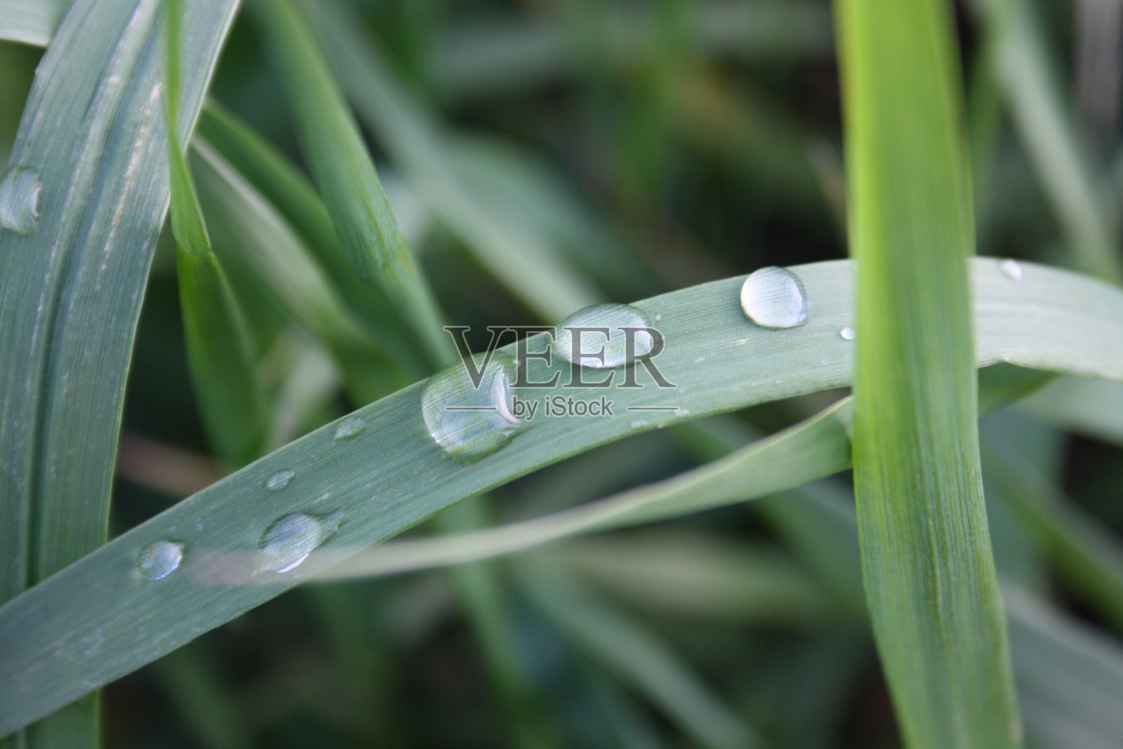 雨后小草青青照片摄影图片