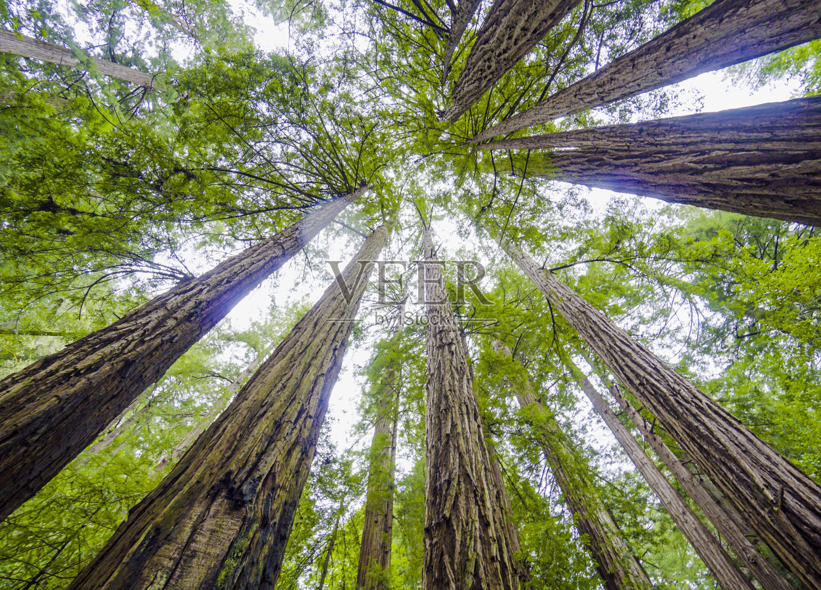 红杉林中的巨树照片摄影图片