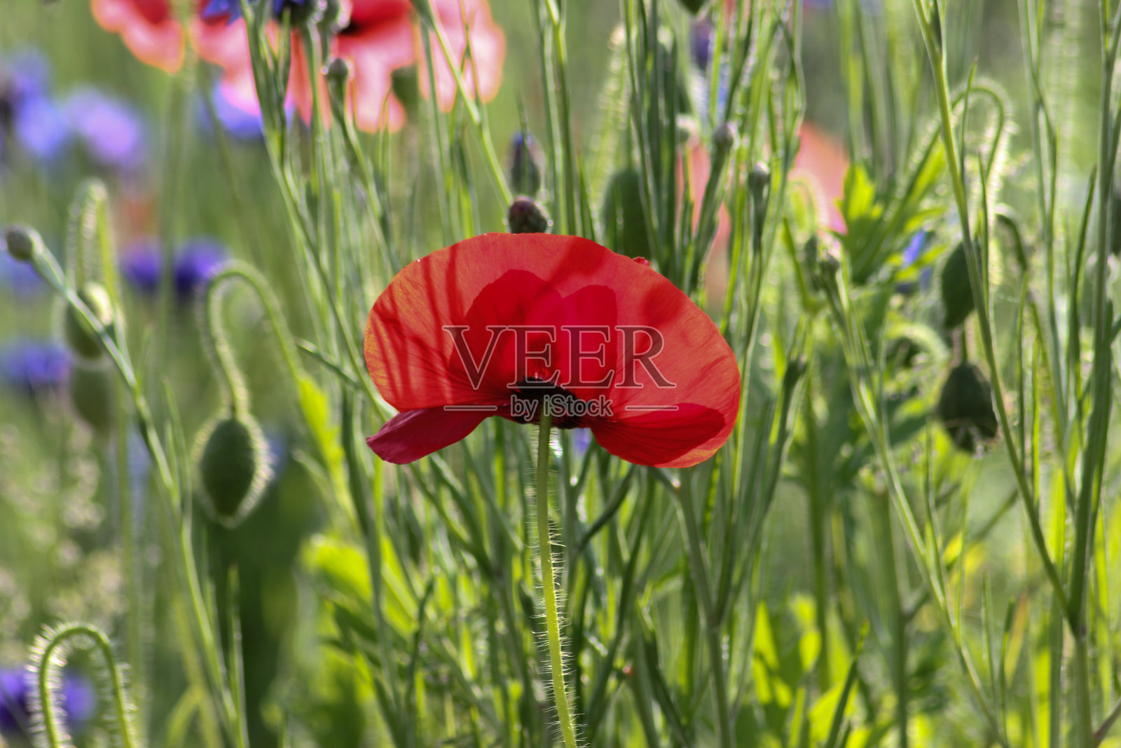 夏季德国南部农舍花园的玉米罂粟照片摄影图片