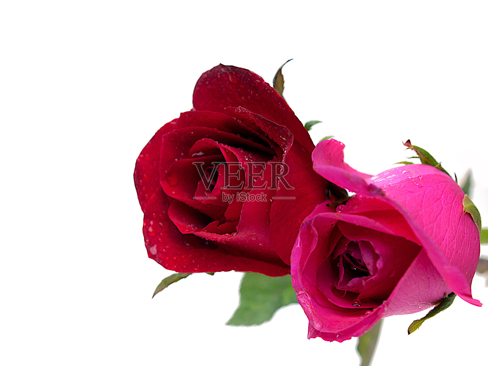 情人节的玫瑰，背景。照片摄影图片