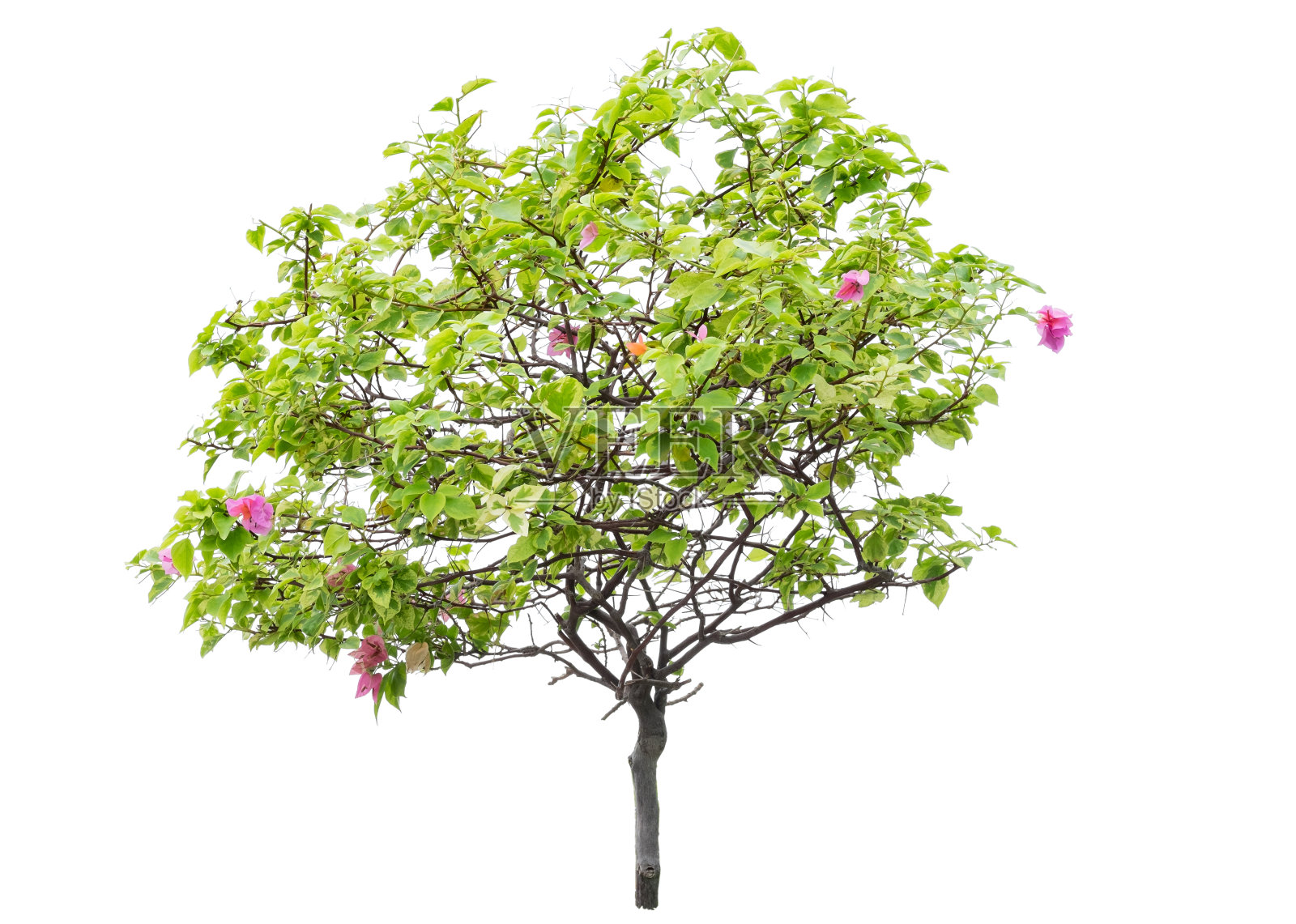 九重葛树，孤立在白色背景上。照片摄影图片