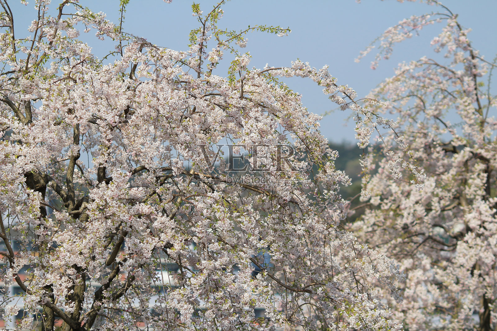 春天樱花盛开，粉红色的花。照片摄影图片