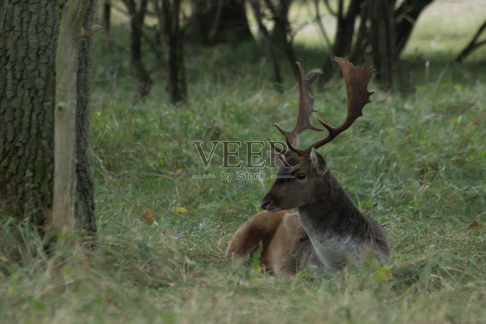 雄休鹿02照片摄影图片