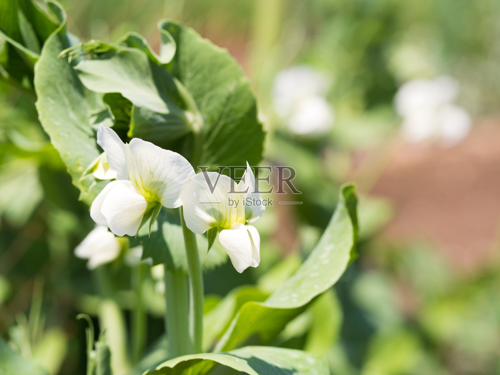 豌豆花照片摄影图片