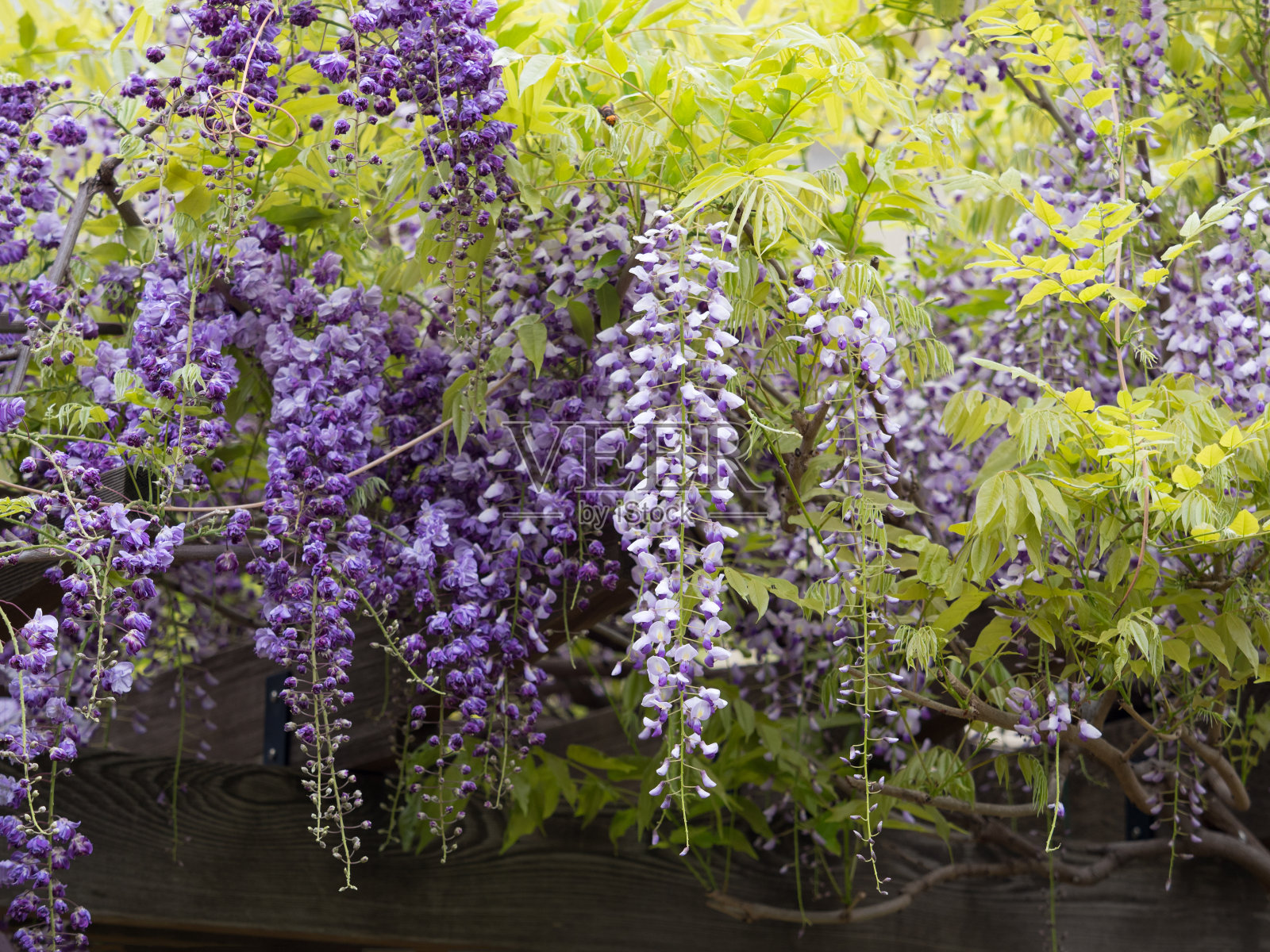 日本紫藤照片摄影图片