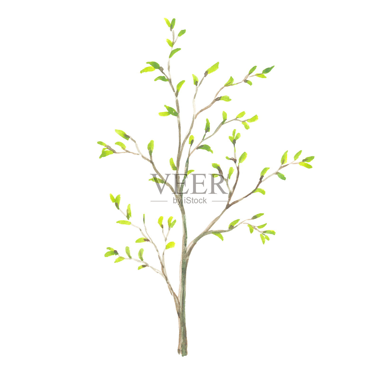 明亮的水彩叶子孤立的白色背景照片摄影图片