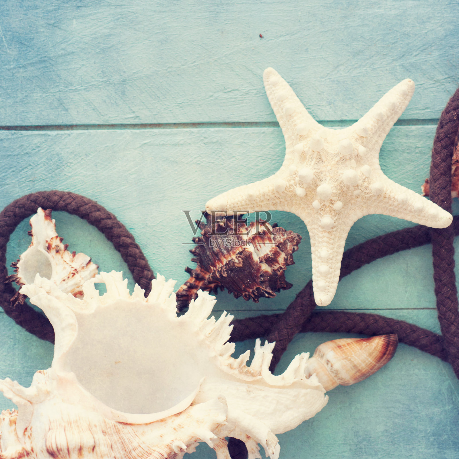 夏天有鱼星和海贝照片摄影图片