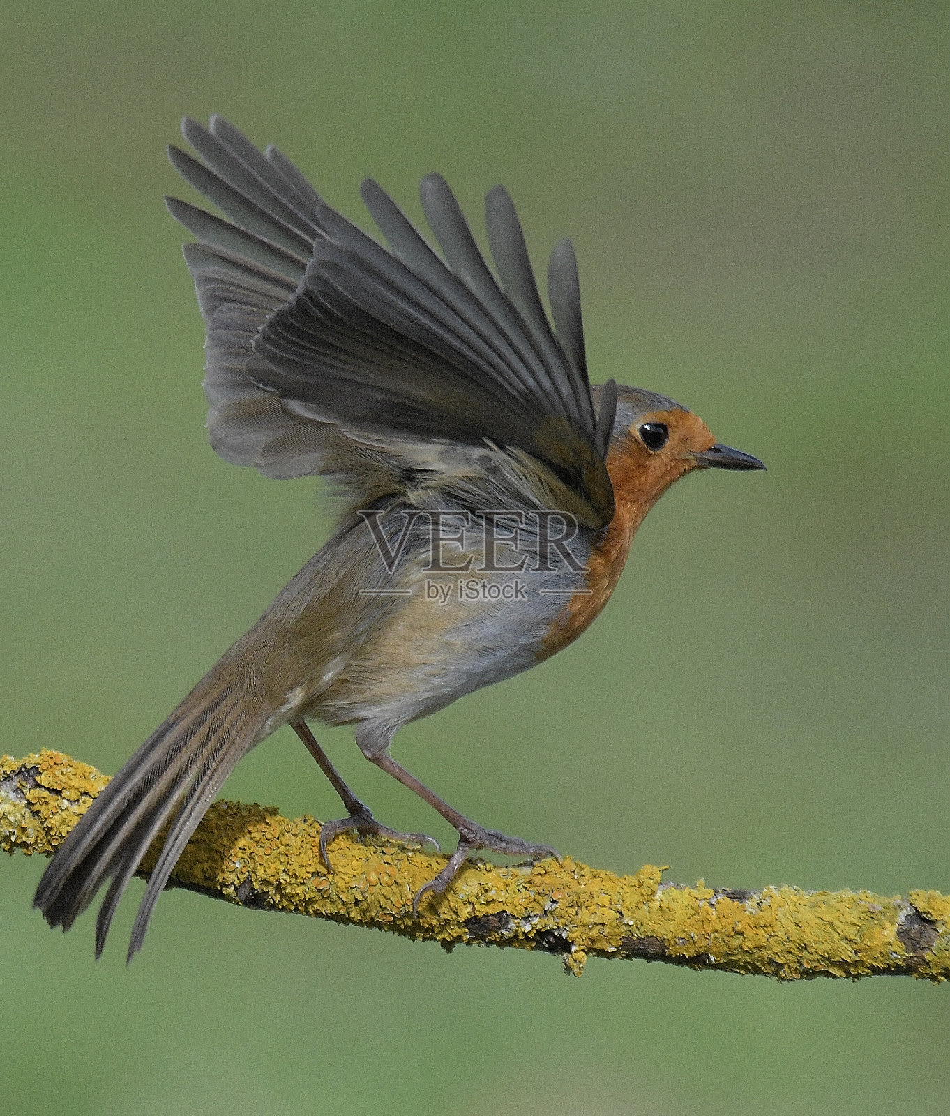 罗宾照片摄影图片