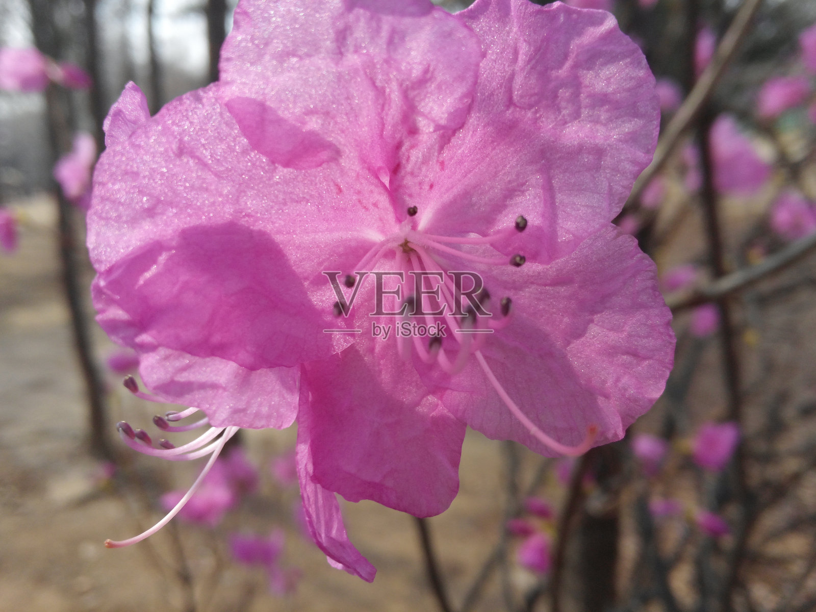 花照片摄影图片
