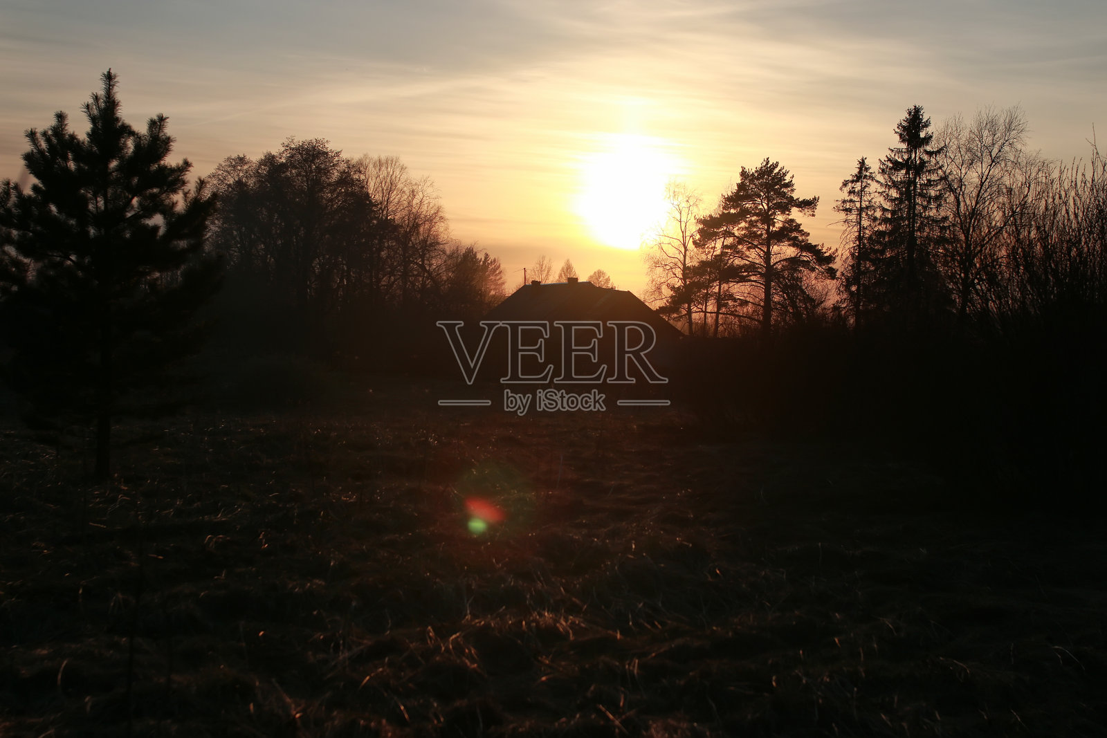 春天日落的树枝照片摄影图片