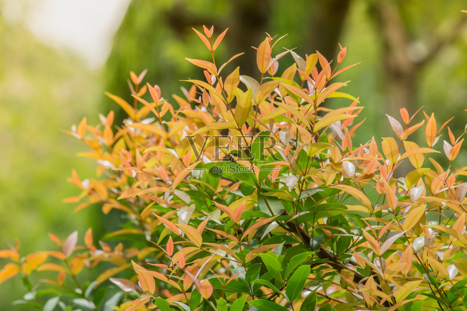 这棵树呈柔软的奶油色。照片摄影图片