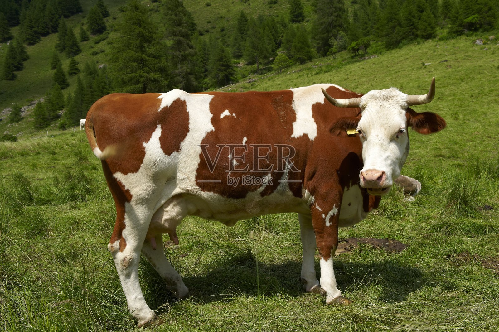 牛照片摄影图片