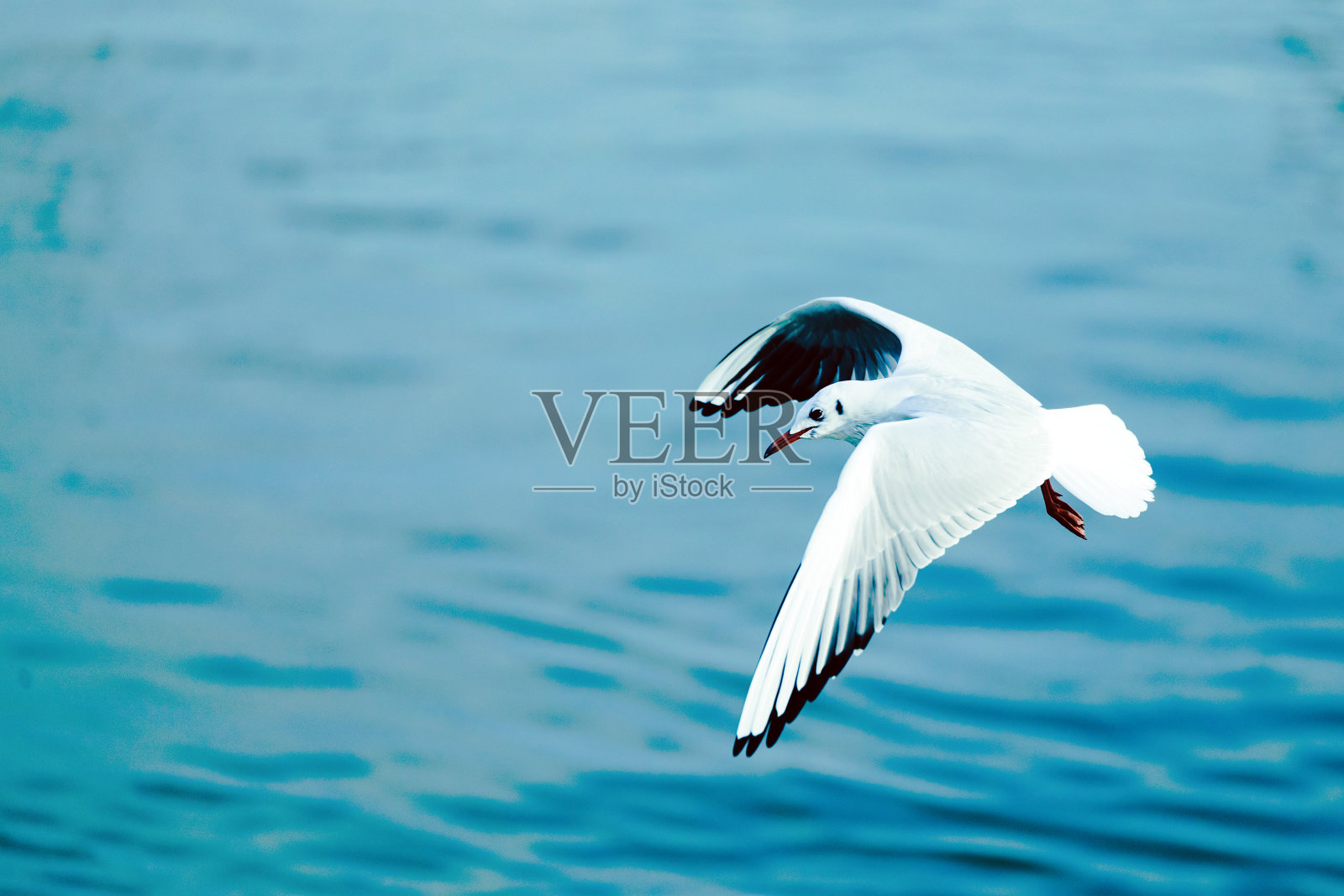 美丽的海鸥飞翔的背景图像照片摄影图片