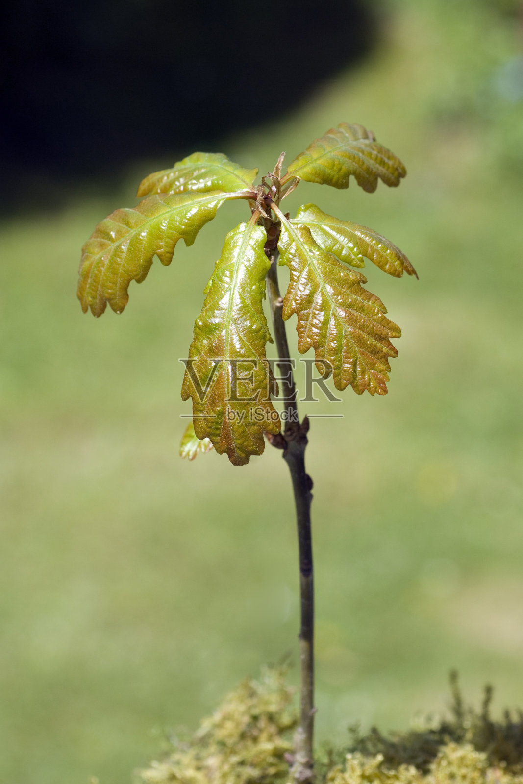 橡树发芽照片摄影图片