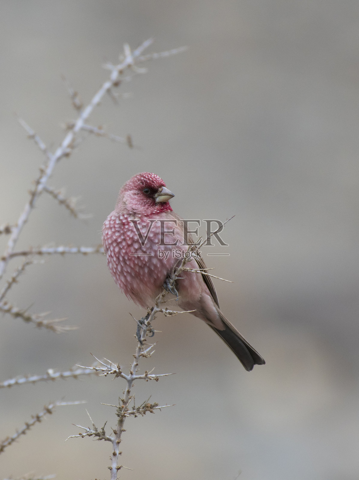 大玫瑰雀(雄性)照片摄影图片