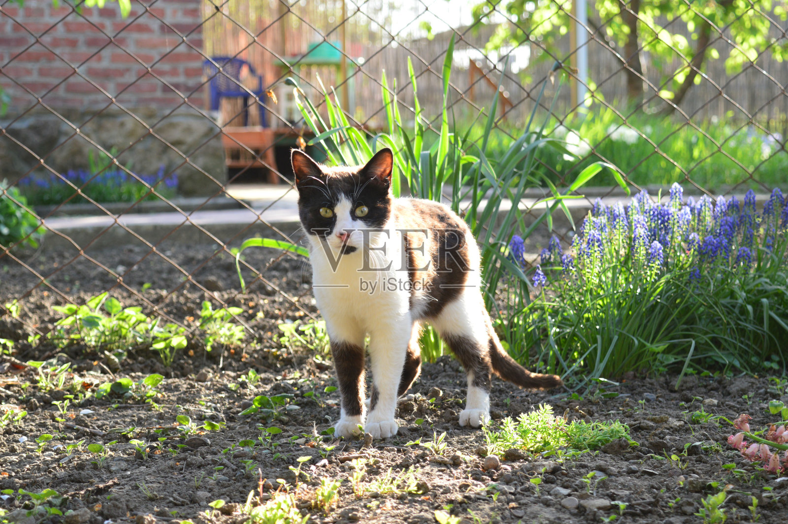 猫。照片摄影图片