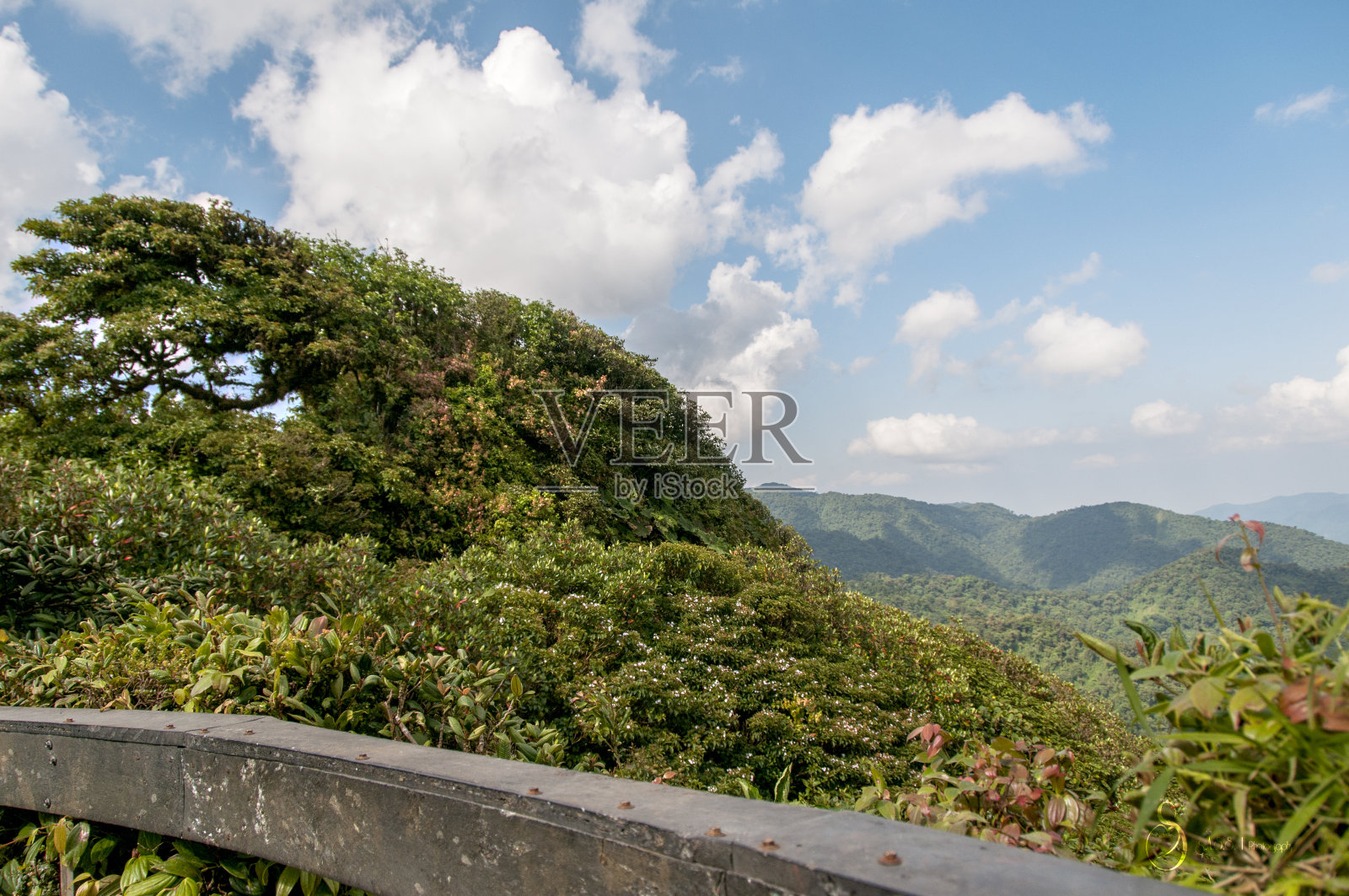 Monteverde云森林照片摄影图片