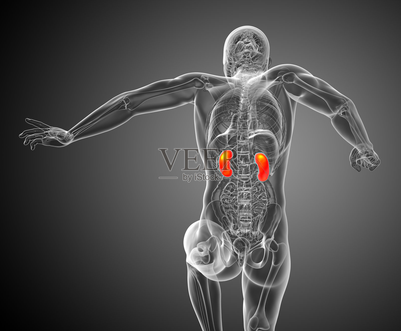 肾脏的3d渲染医学插图照片摄影图片
