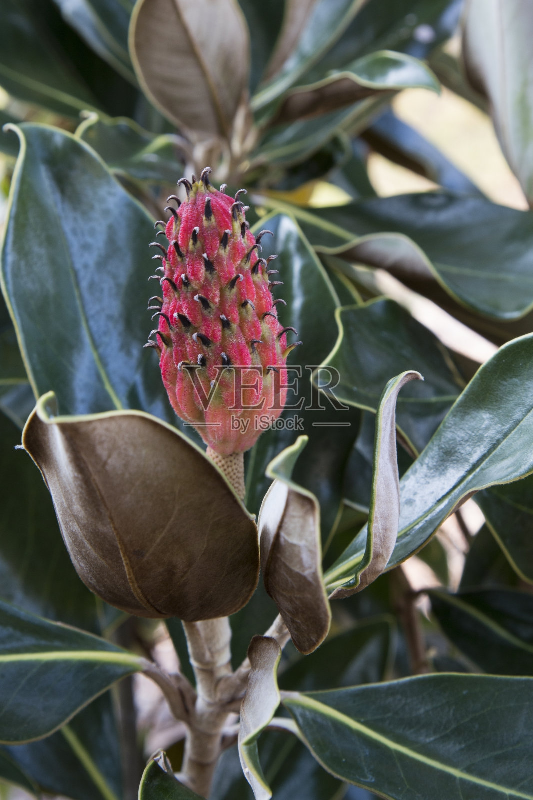 玉兰芽照片摄影图片