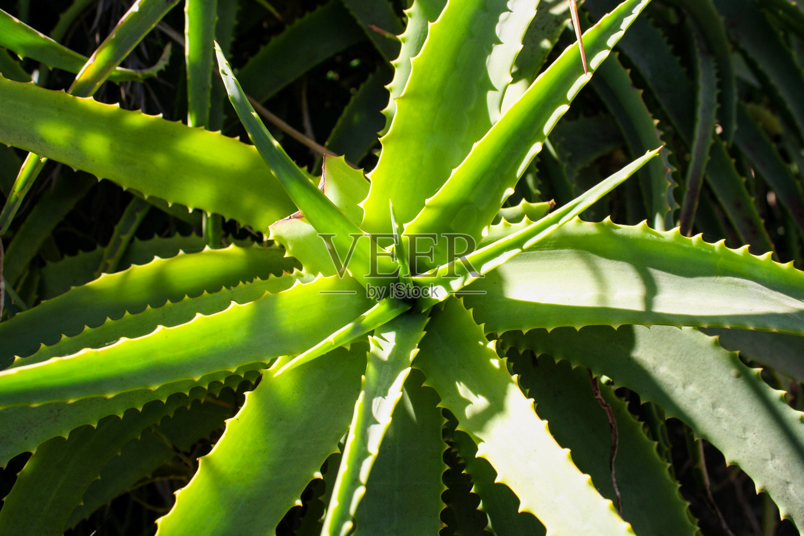 多汁的照片摄影图片