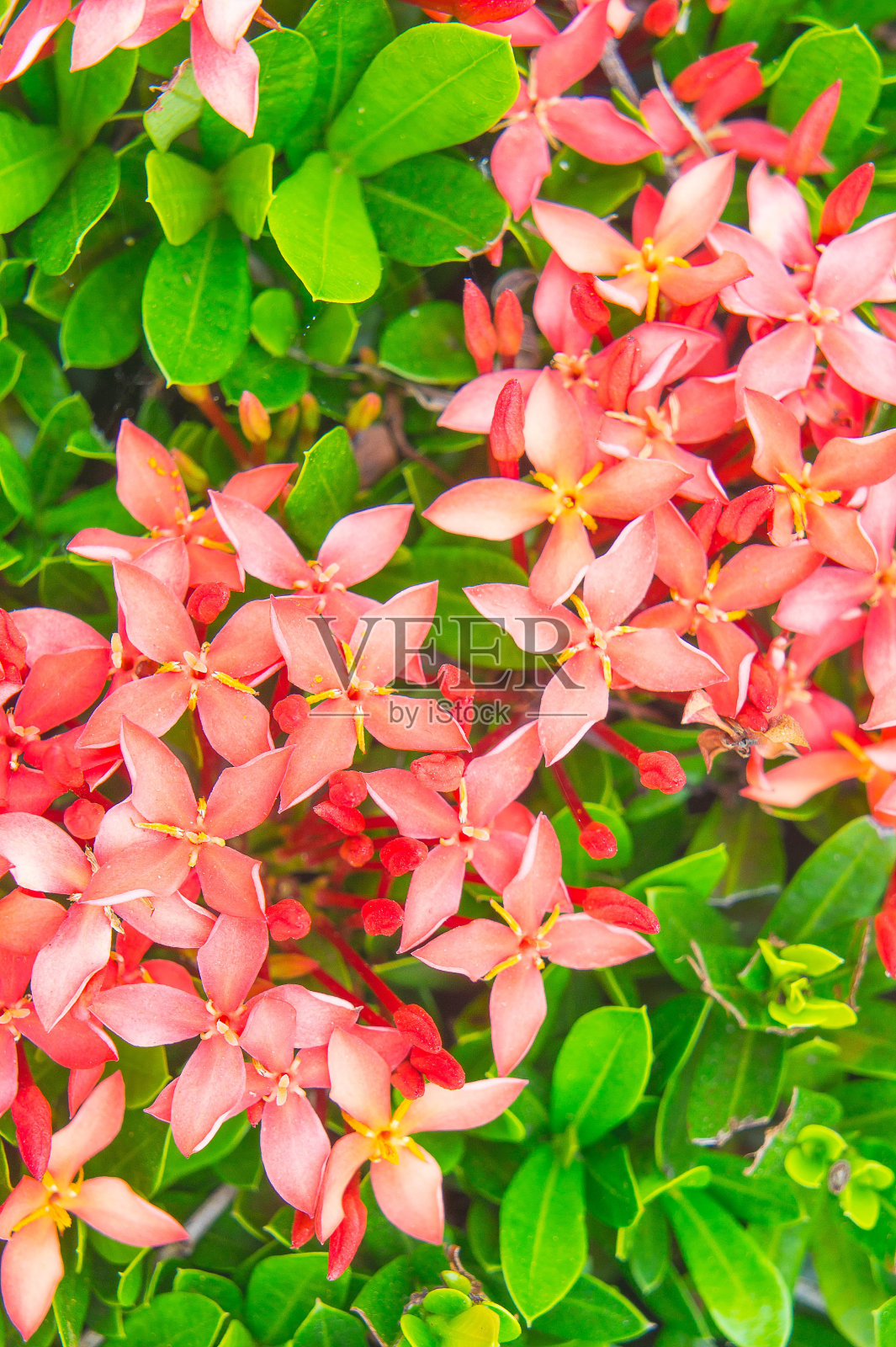 公园里的穗状花，花的纹理红色，花的美丽照片摄影图片