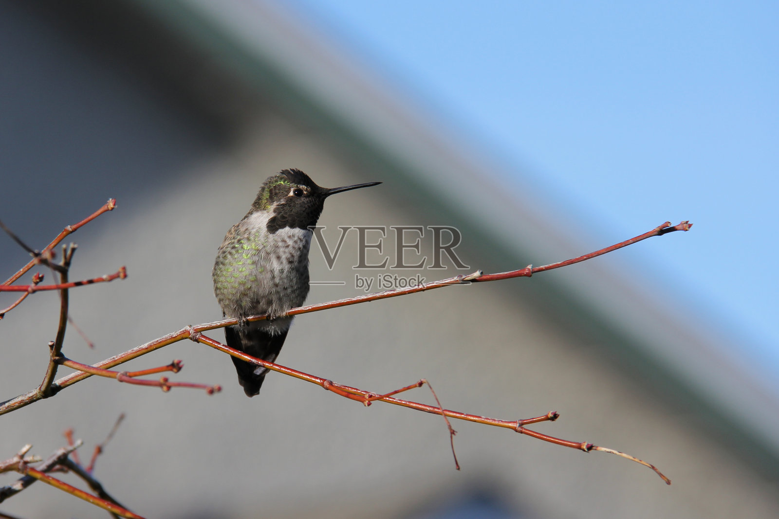 蜂鸟三联画1照片摄影图片
