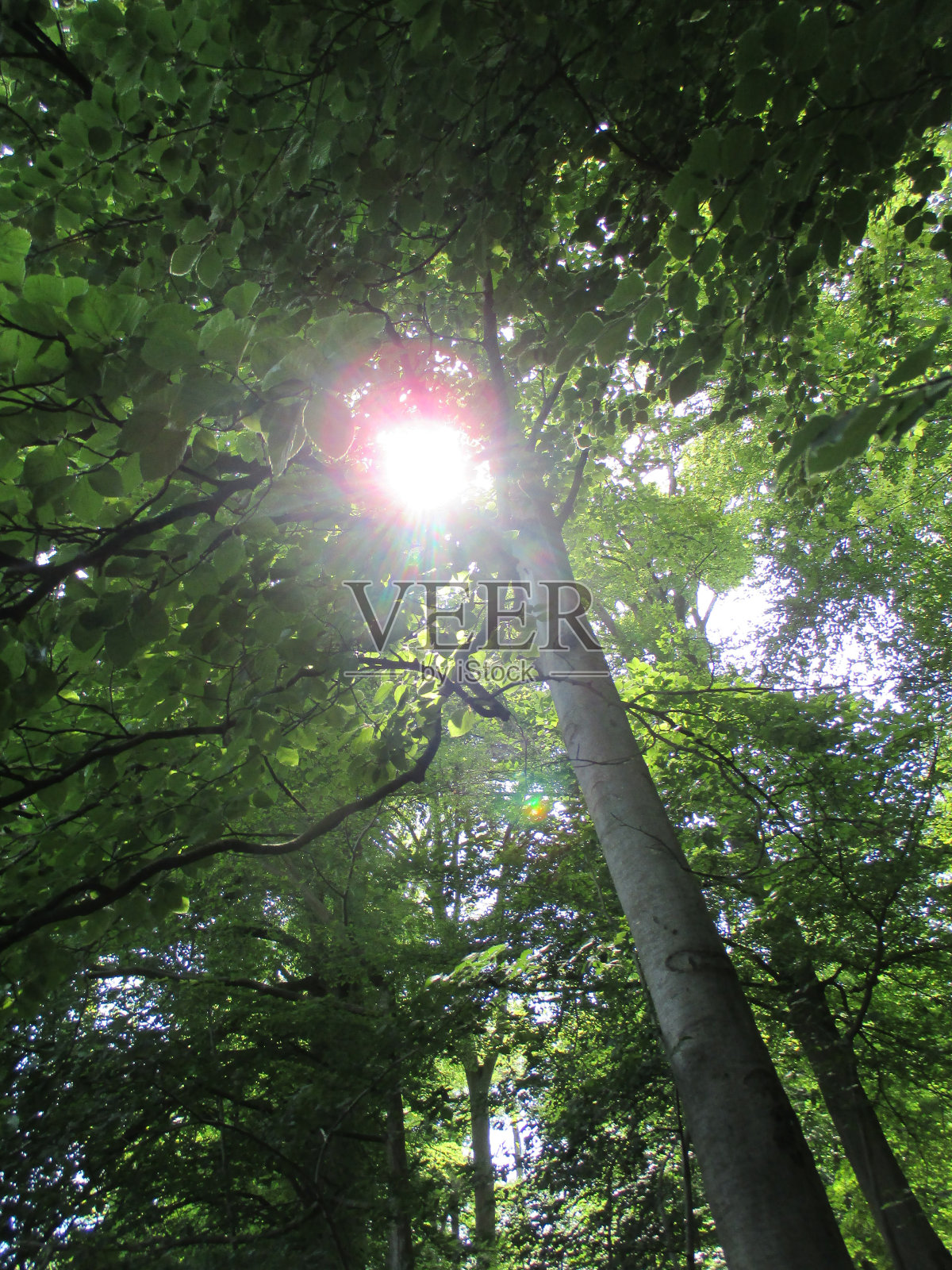 森林的奶油泡芙照片摄影图片