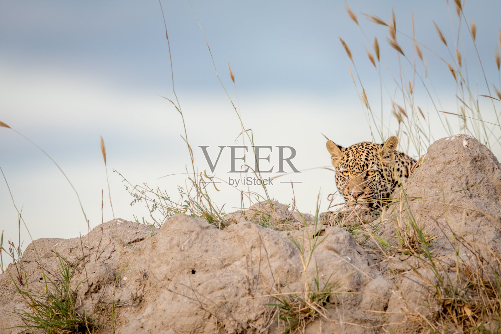 豹躺在白蚁坐骑上看。照片摄影图片