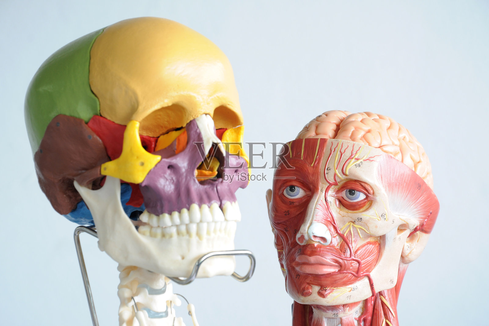 人类的头骨和面部肌肉照片摄影图片