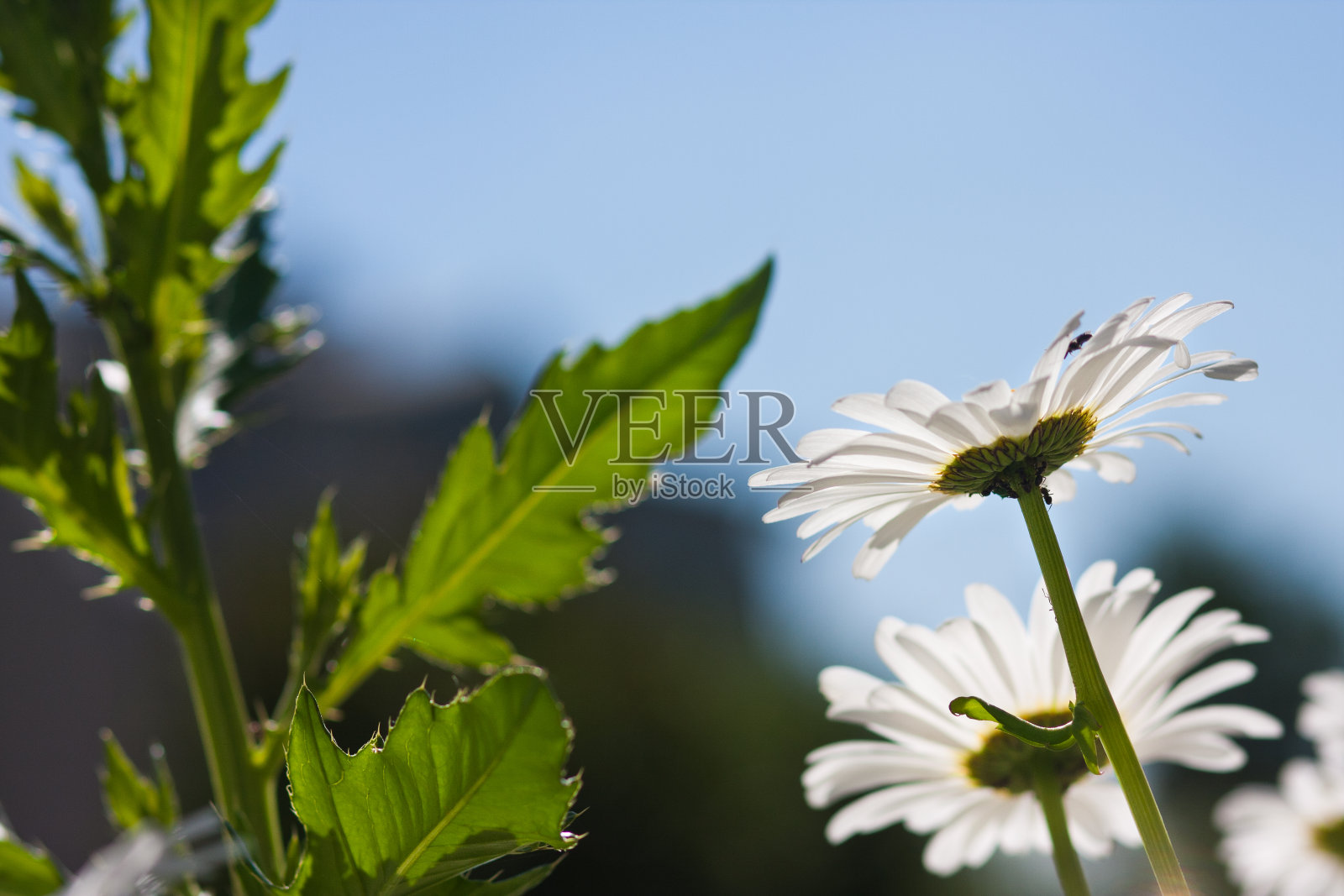 阳光明媚的夏日，甘菊盛开照片摄影图片