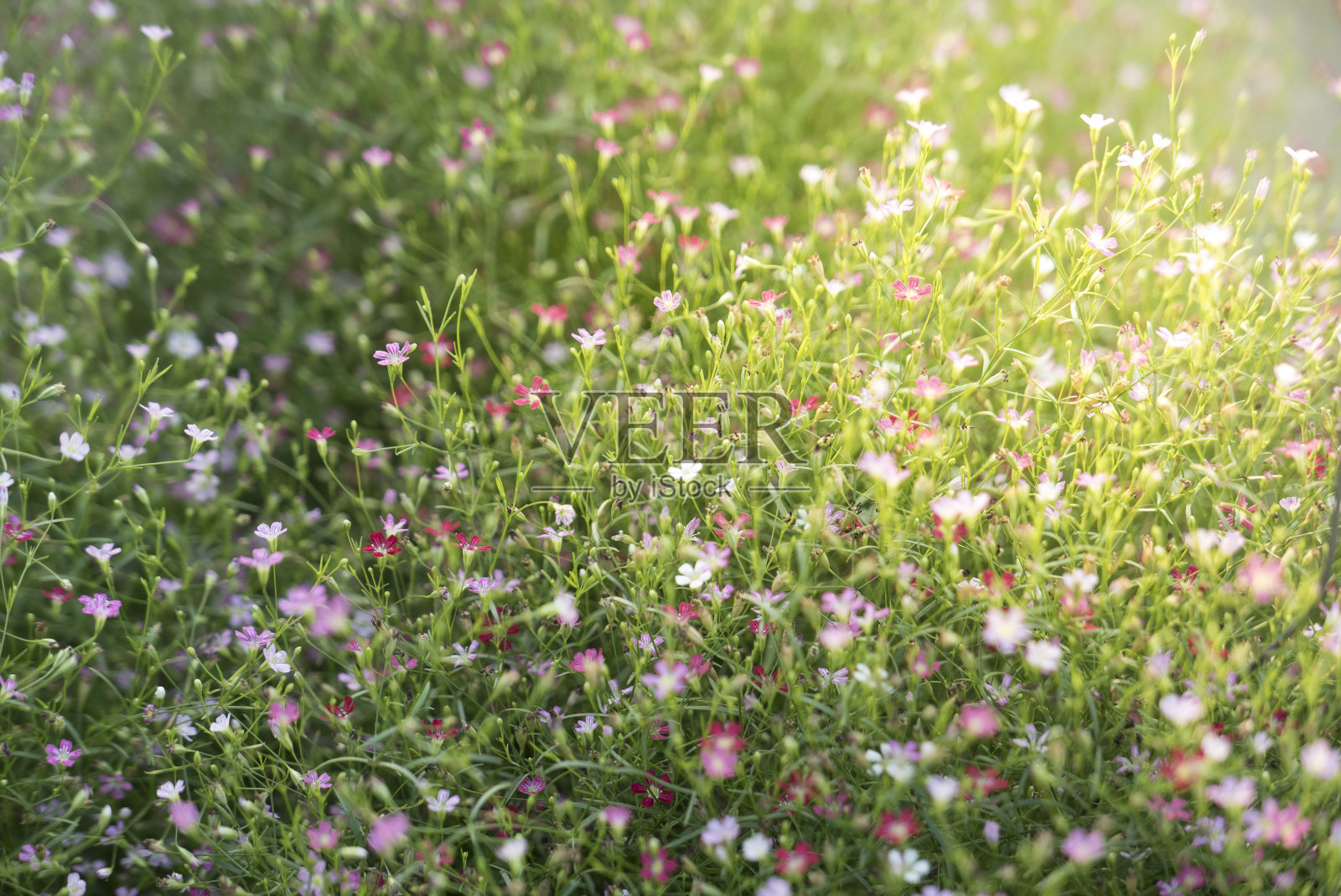 满天星花照片摄影图片