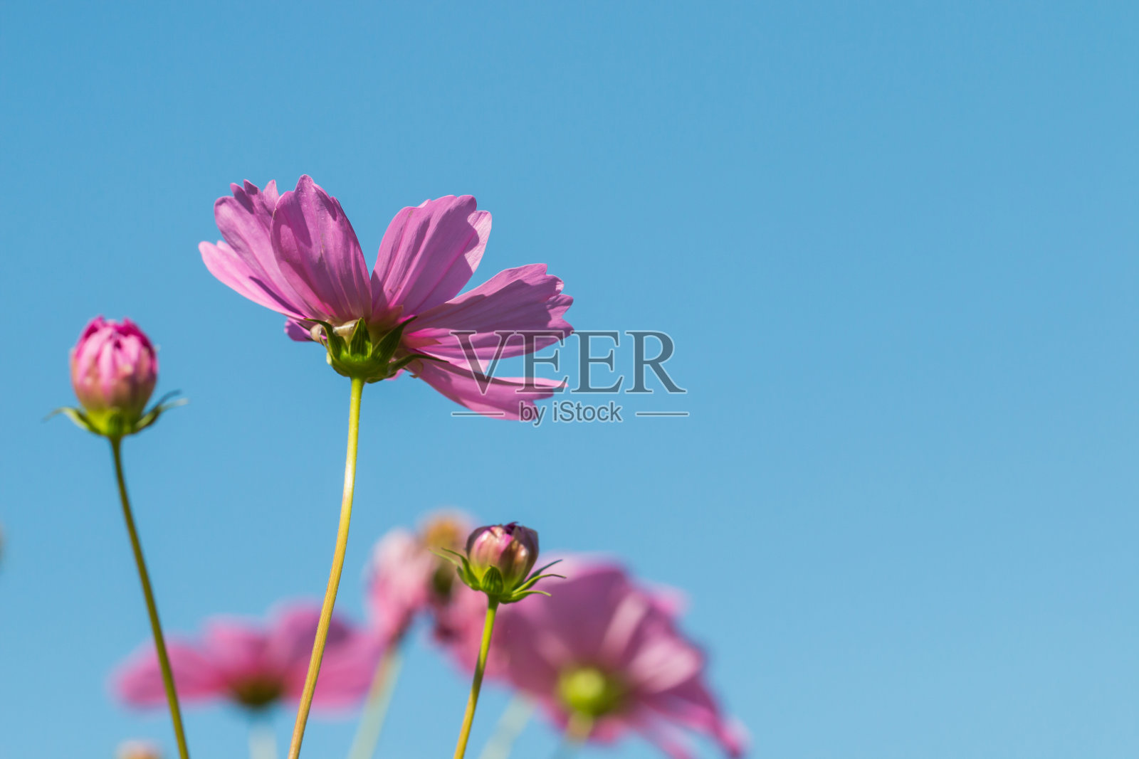 宇宙花与蓝天照片摄影图片