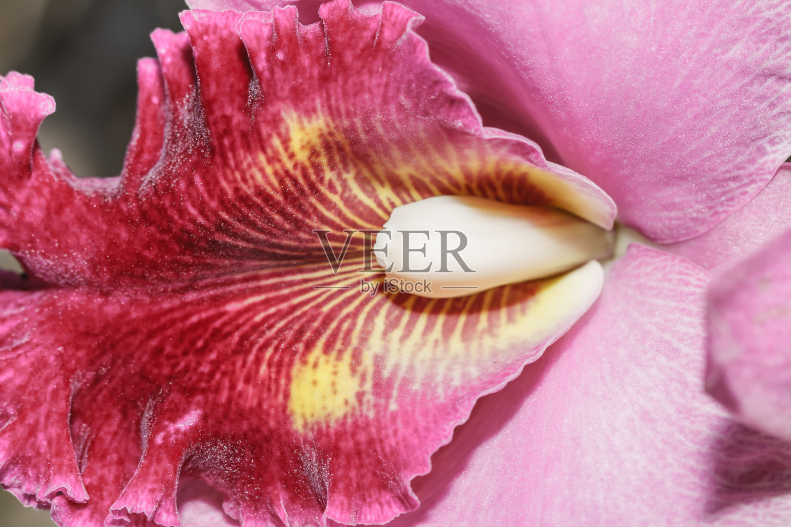 兰花照片摄影图片