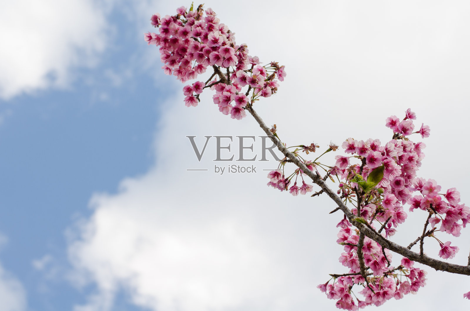 野生喜马拉雅樱桃照片摄影图片