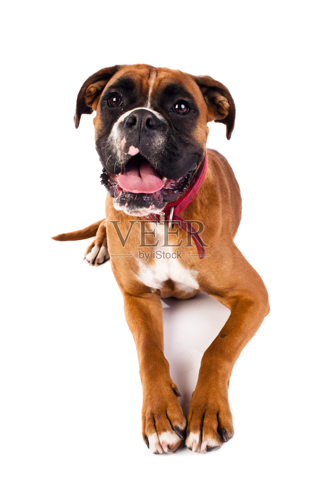 拳师狗照片摄影图片