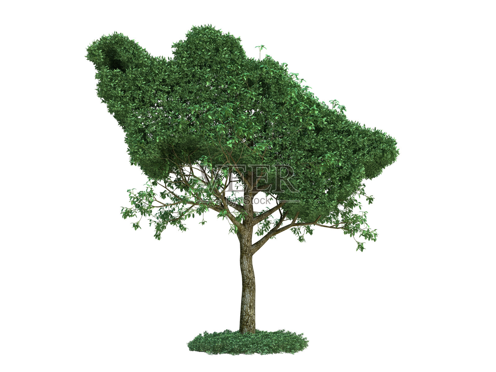 土库曼斯坦映射树照片摄影图片