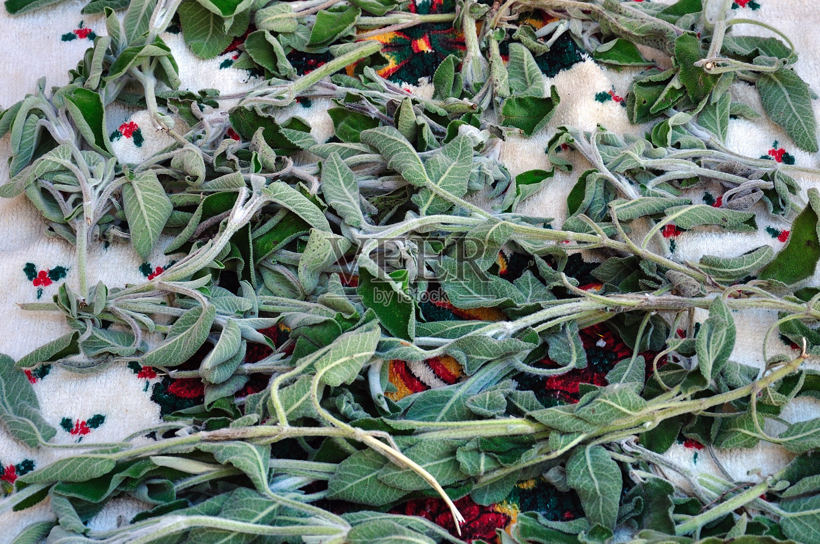 有机鼠尾草叶照片摄影图片