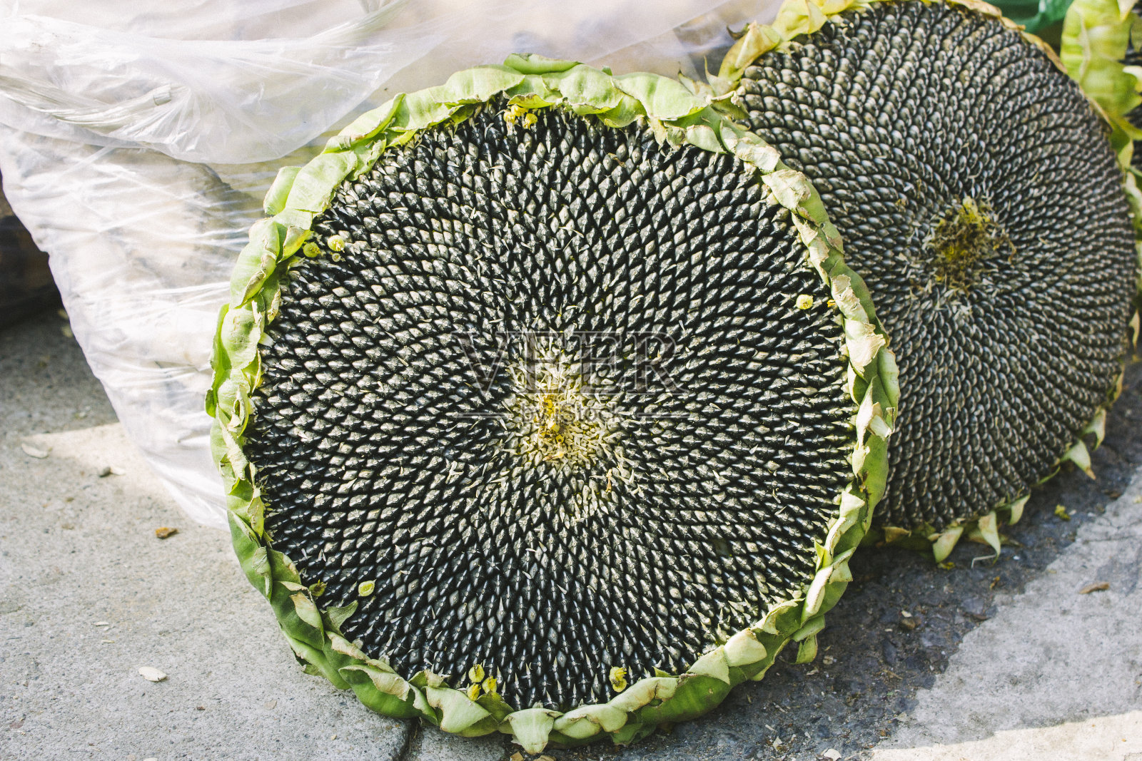 向日葵成熟种子照片摄影图片