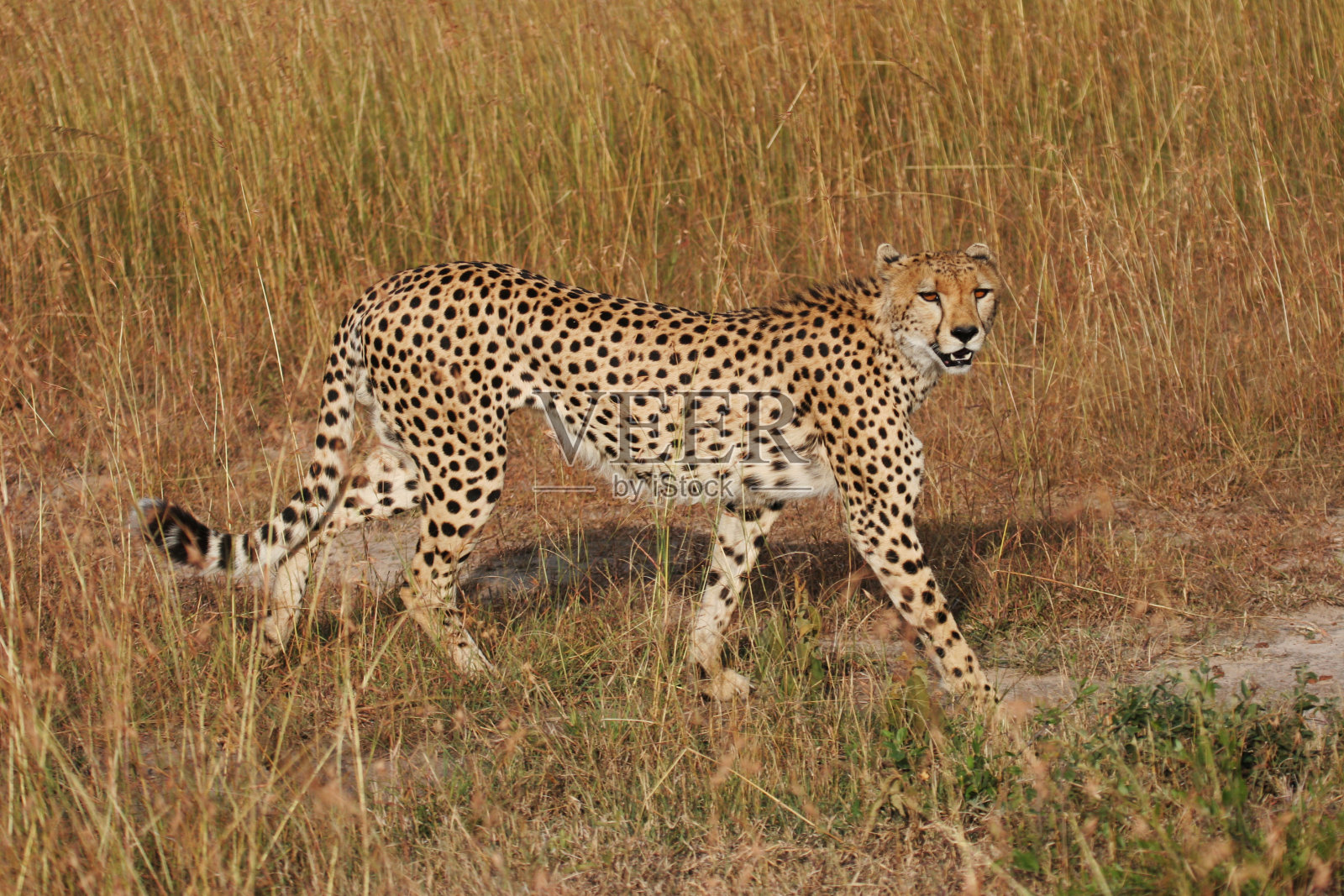 猎豹照片摄影图片