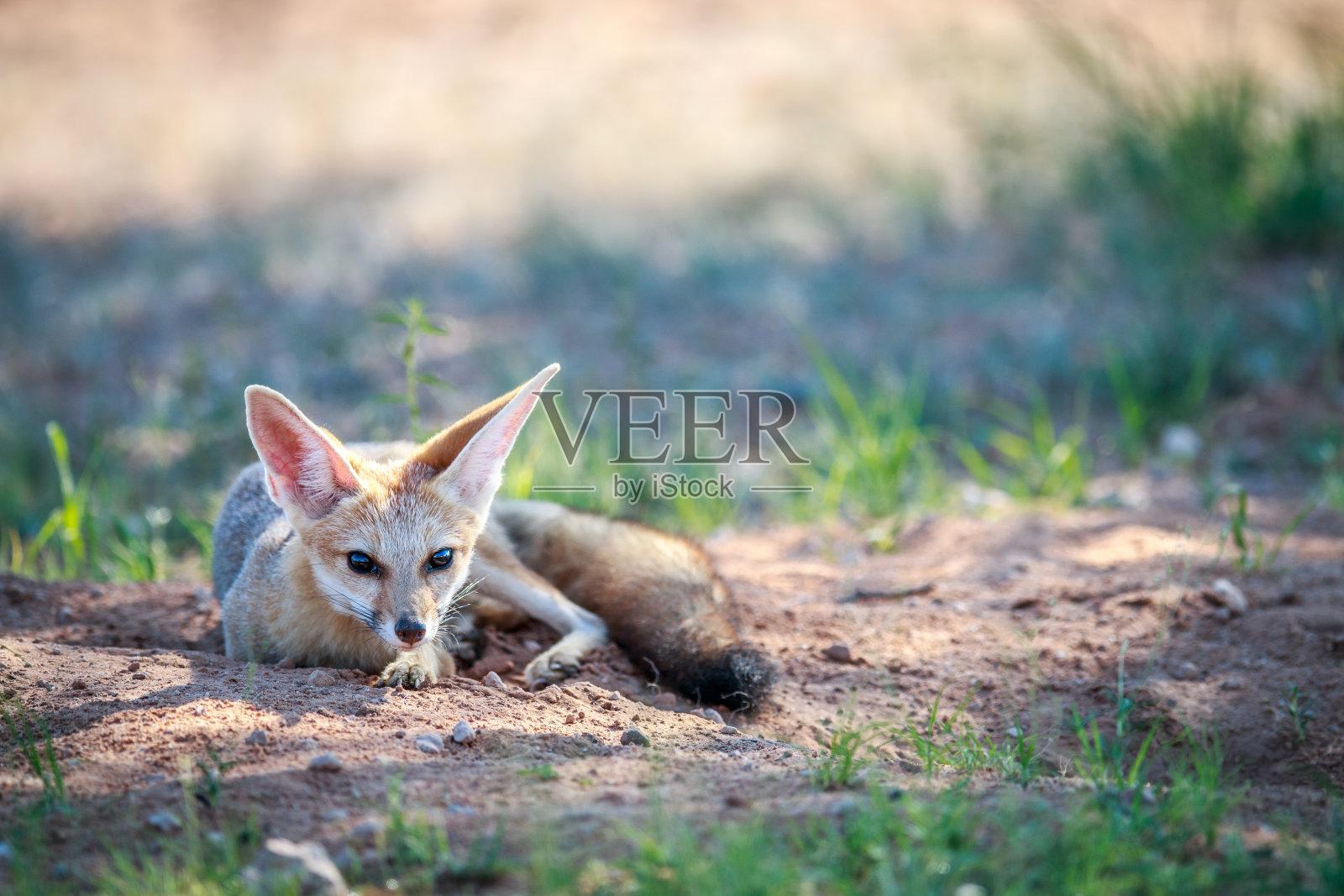 好望角狐狸躺在沙滩上。照片摄影图片